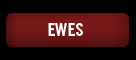 Ewes