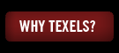 Why Texels?
